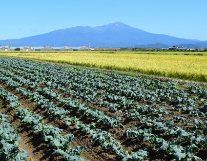 現地調査イメージ